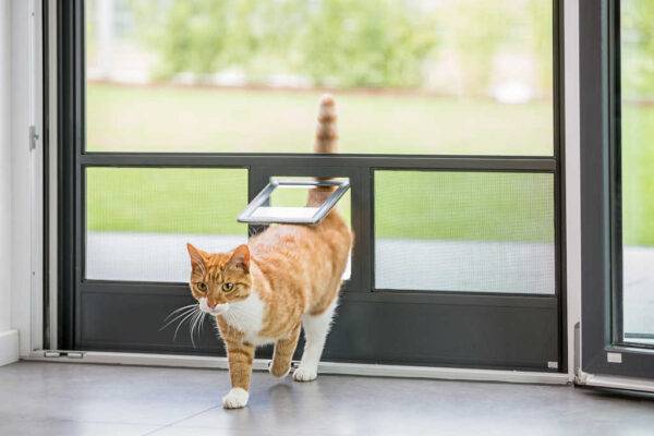 Katze läuft durch die im Fliegengitter eingebaute Katzenklappe